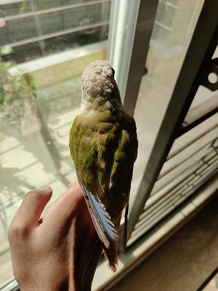 Hand tame Pineapple Conure 2