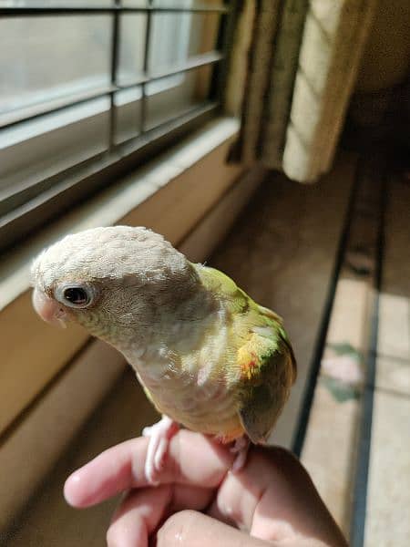 Hand tame Pineapple Conure 3