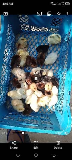 golden silver chick pack of 50