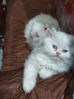 Pure Persian kittens triple coat 4 month old available in pair for 30k