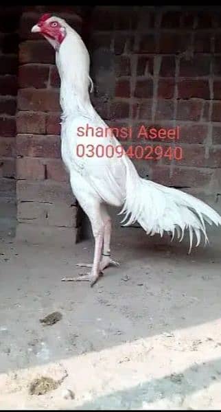 top quality white heera Aseel chicks 0/3/0/0/9/4/0/2/9/4/0 5