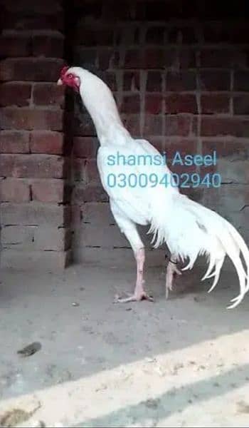 top quality white heera Aseel chicks 0/3/0/0/9/4/0/2/9/4/0 7