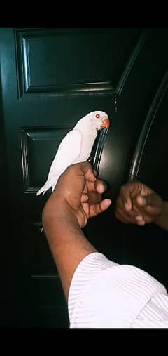 White ring neck for sale 0