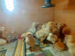 Chicks of RIR, Golden Buff & Light Sussex