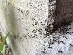 Termite Control, Fumigation Spray, Deemak Control, Pest Control 4