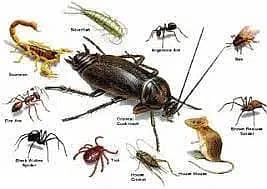 Termite Control | Fumigation Spray | Deemak Control | Pest Control Ser 4