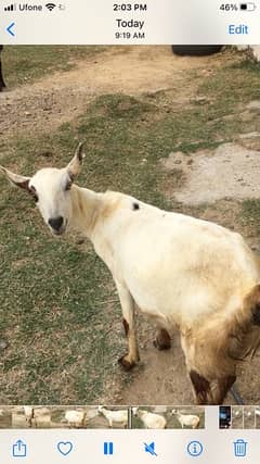 Goat for sale ( Barbari )