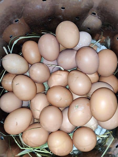 Fresh Pure big Size Brown/Desi Eggs 0