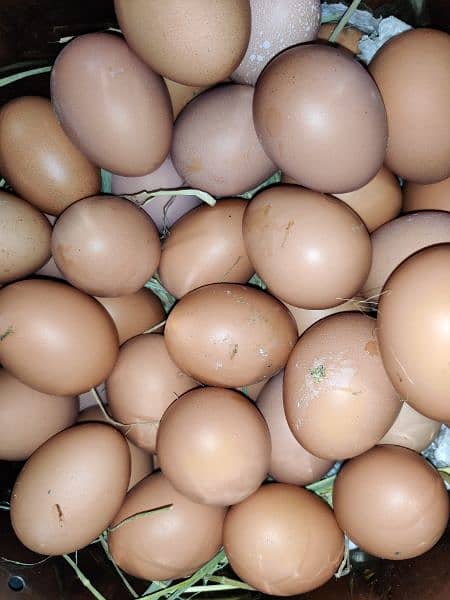 Fresh Pure big Size Brown/Desi Eggs 1