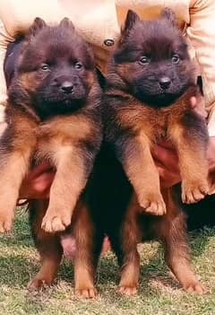 German shepherd triple on sale coat puppies for sale