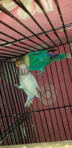 Parblue / ino into Albino /Red BREEDER with eggs Whole setup For sale 0