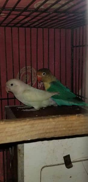 Parblue / ino into Albino /Red BREEDER with eggs Whole setup For sale 1