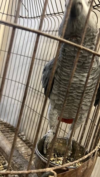 talkative tamed breeder grey parrot 3