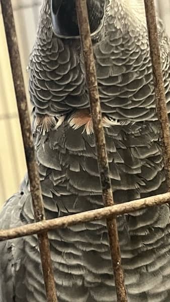 talkative tamed breeder grey parrot 7