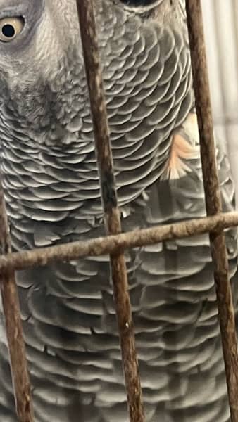 talkative tamed breeder grey parrot 8