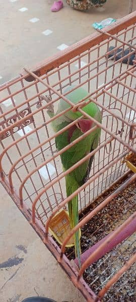 talking parrot Ghar ka Pala howa he 03152031650