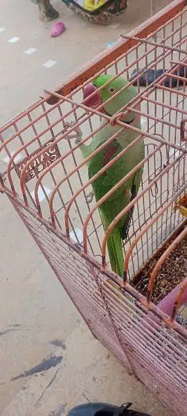 talking parrot Ghar ka Pala howa he 03152031650 — photo 2