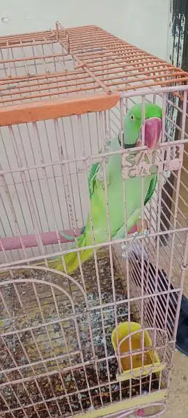 talking parrot Ghar ka Pala howa he 03152031650 — photo 3