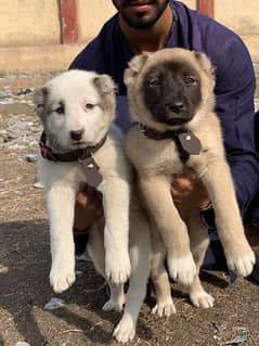 Alabai gurdas kangal male female full security dogs available system