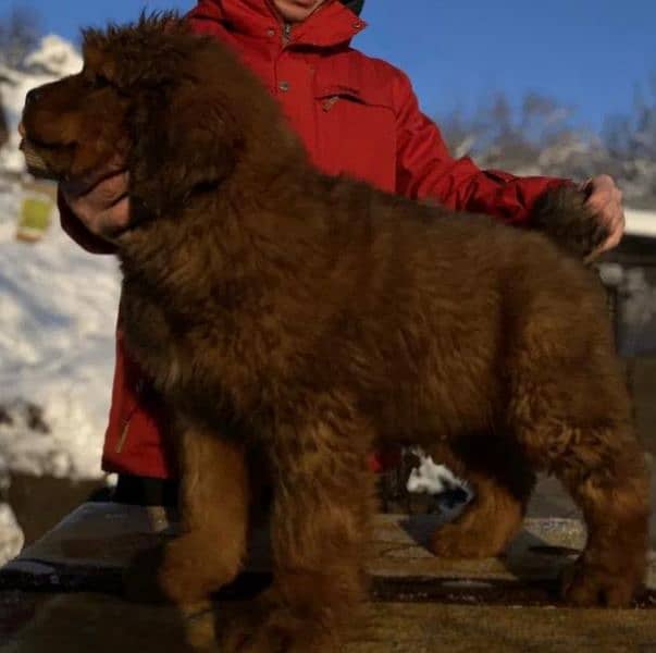 Tibetan Mastiff gift for pet lovers | Pedigree puppies for sale 8