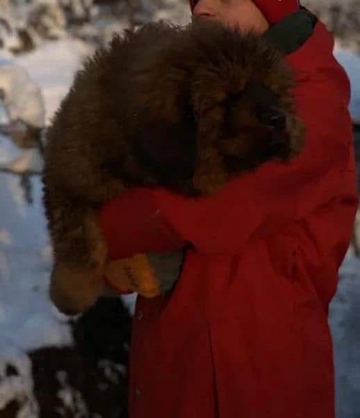 Tibetan Mastiff gift for pet lovers | Pedigree puppies for sale 18