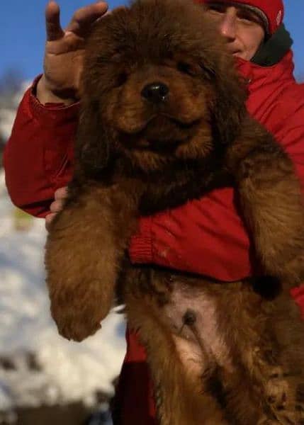 Tibetan Mastiff gift for pet lovers | Pedigree puppies for sale 1