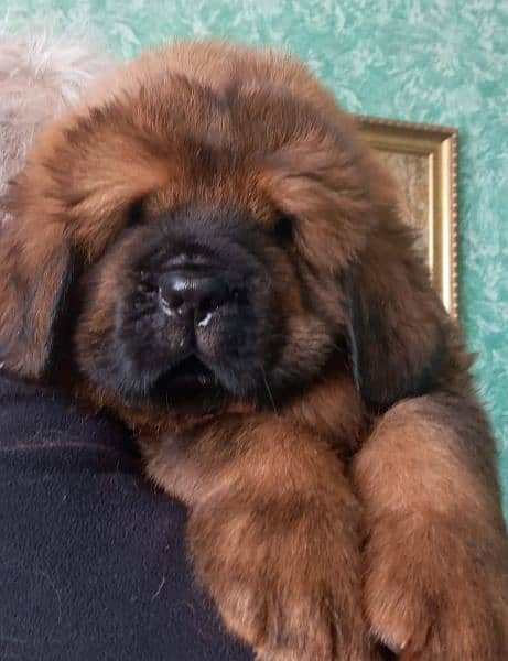 Tibetan Mastiff gift for pet lovers | Pedigree puppies for sale 2