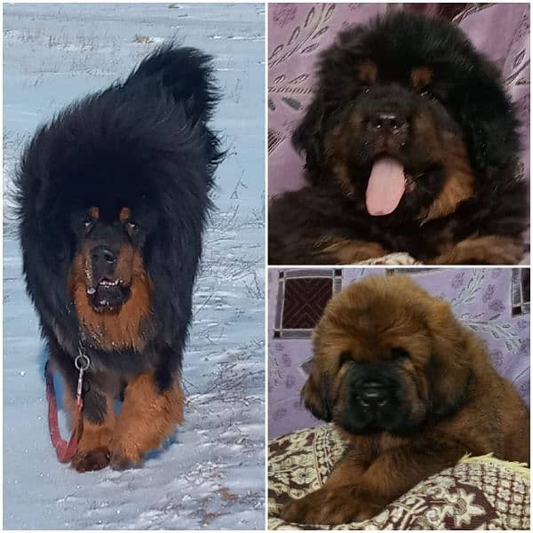 Tibetan Mastiff gift for pet lovers | Pedigree puppies for sale 3