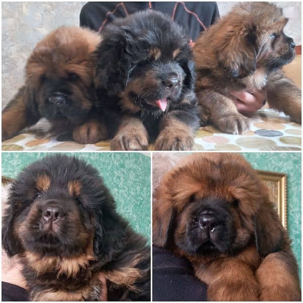 Tibetan Mastiff gift for pet lovers | Pedigree puppies for sale 4