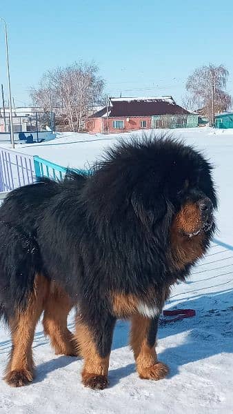 Tibetan Mastiff gift for pet lovers | Pedigree puppies for sale 6