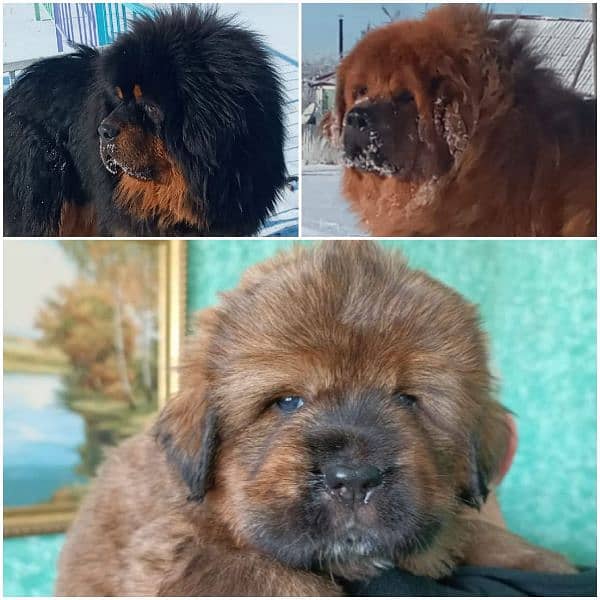 Tibetan Mastiff gift for pet lovers | Pedigree puppies for sale 7