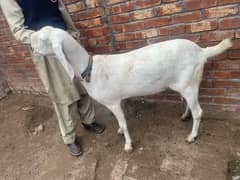 beautiful Rajan Puri Goat Gaban 2 months cross