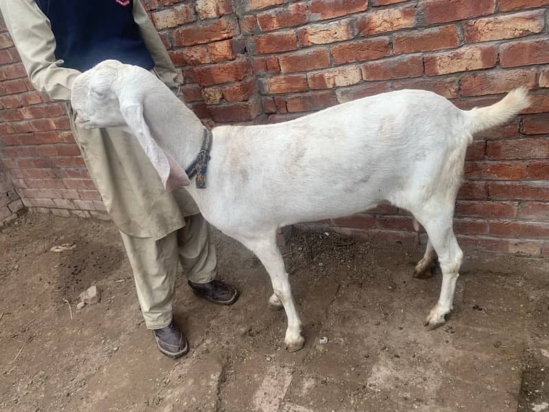 beautiful Rajan Puri Goat Gaban 2 months cross 0