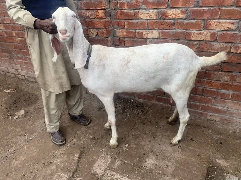 beautiful Rajan Puri Goat Gaban 2 months cross 1