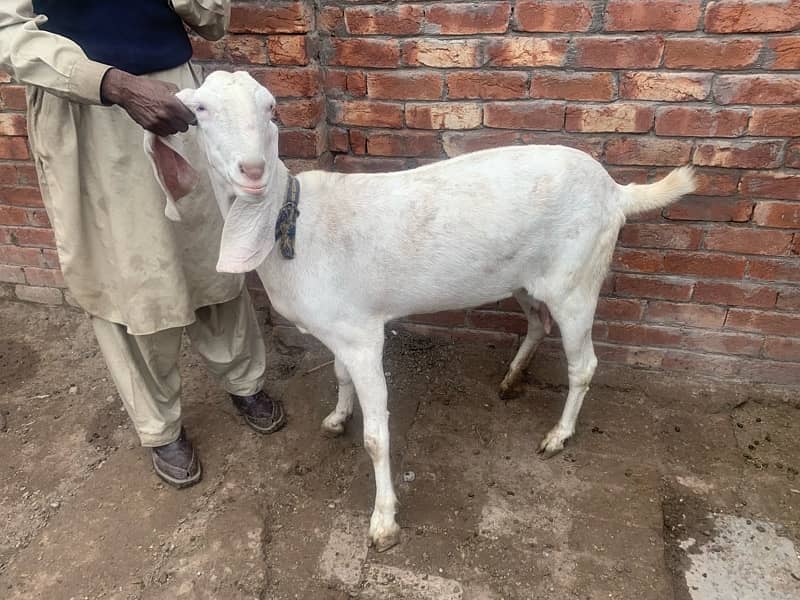 beautiful Rajan Puri Goat Gaban 2 months cross 2