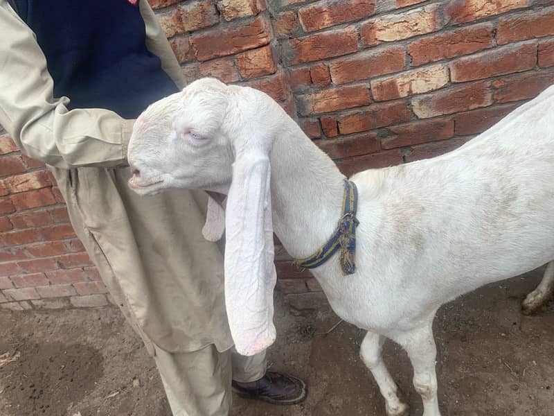 beautiful Rajan Puri Goat Gaban 2 months cross 3