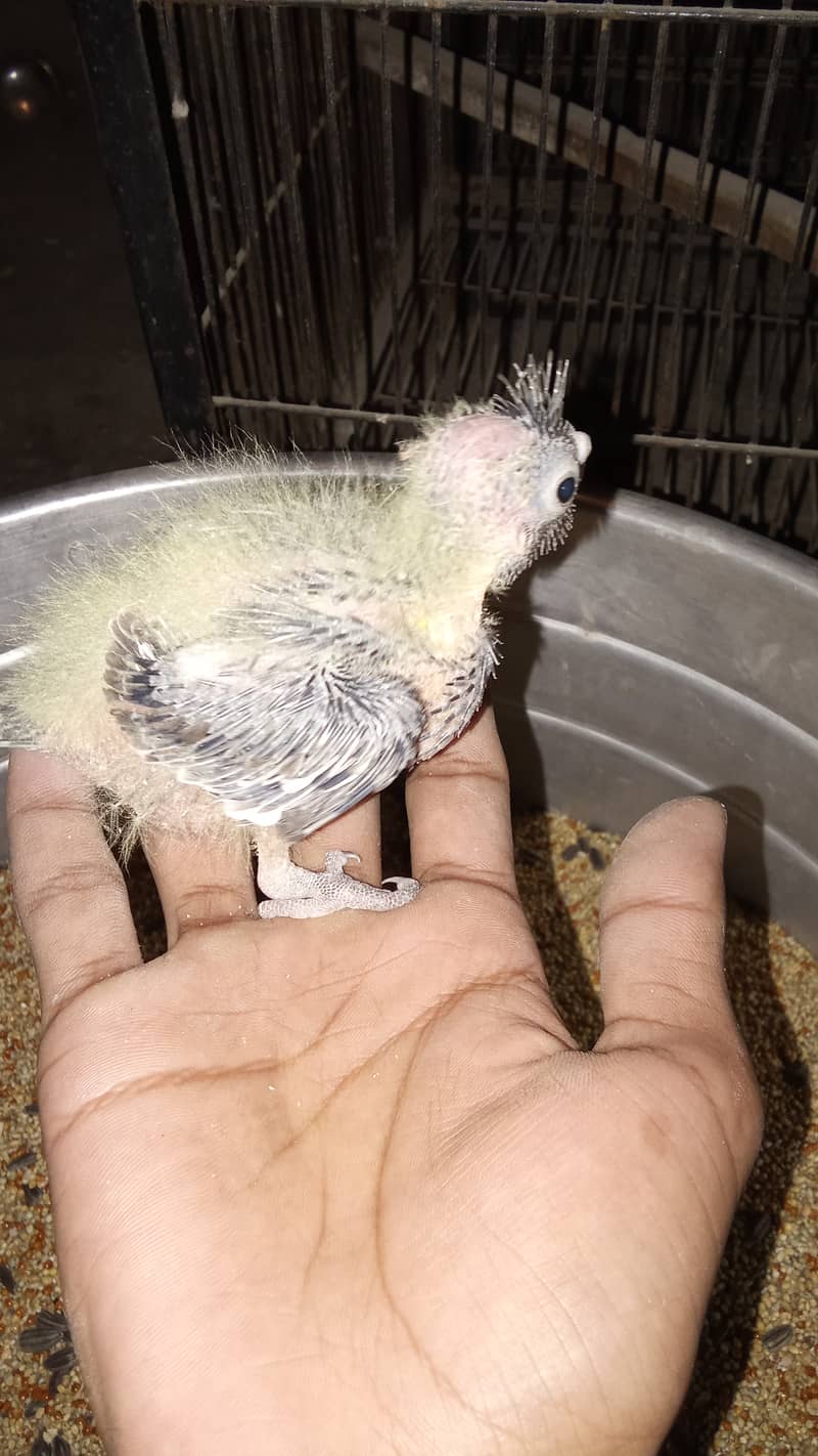 Cockatiel chicks 1