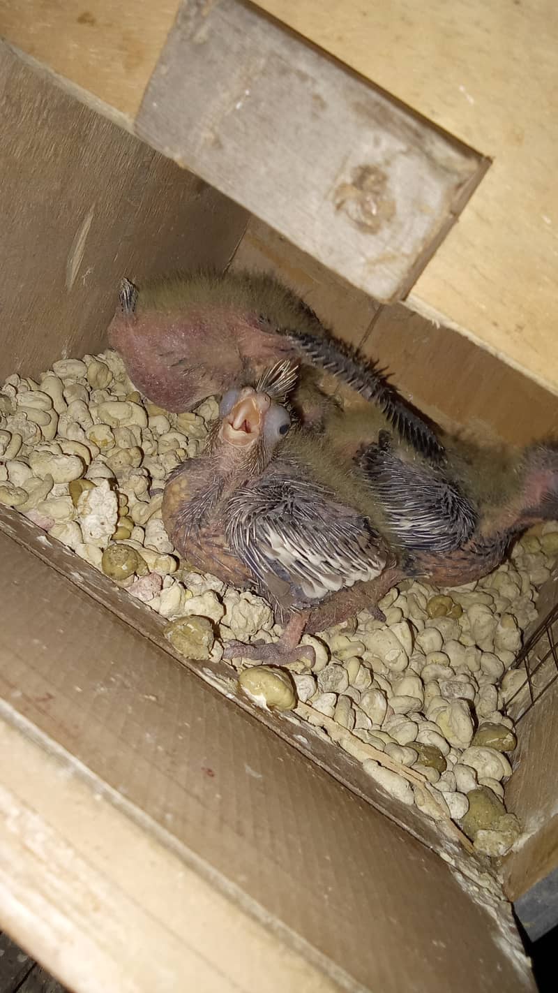 Cockatiel chicks 2