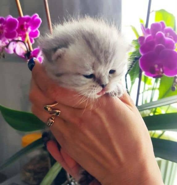 Scottish Fold Cats | kitten | Imported cats for sale 2
