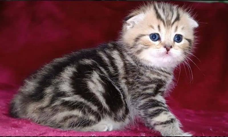 Scottish Fold Cats | kitten | Imported cats for sale 3