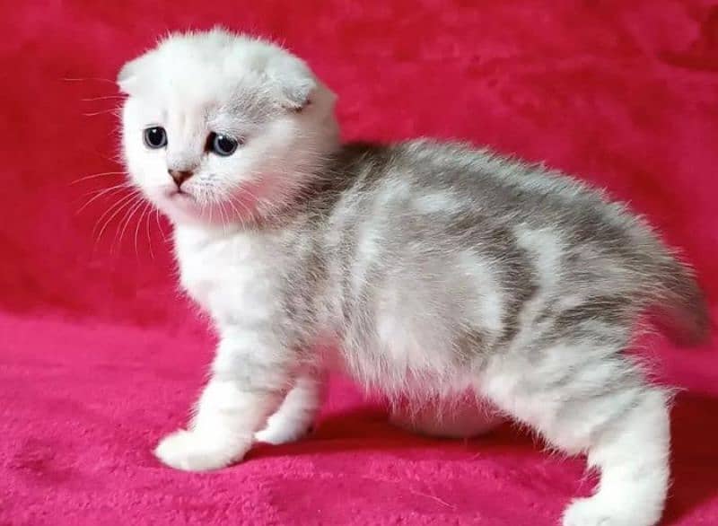 Scottish Fold Cats | kitten | Imported cats for sale 4