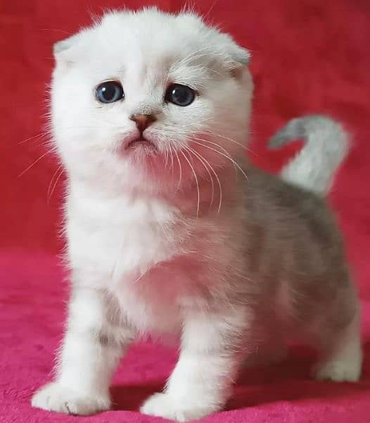 Scottish Fold Cats | kitten | Imported cats for sale 6