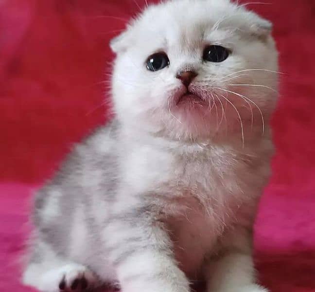 Scottish Fold Cats | kitten | Imported cats for sale 7