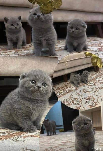 Scottish Fold Cats | kitten | Imported cats for sale 8