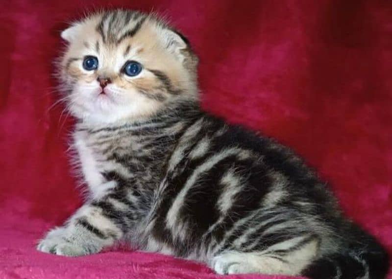 Scottish Fold Cats | kitten | Imported cats for sale 10