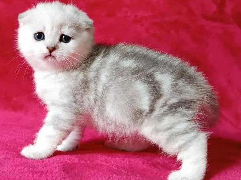 Scottish Fold Cats | kitten | Imported cats for sale 11