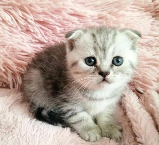 Scottish Fold Cats | kitten | Imported cats for sale 15
