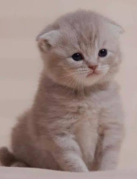 Scottish Fold Cats | kitten | Imported cats for sale 16