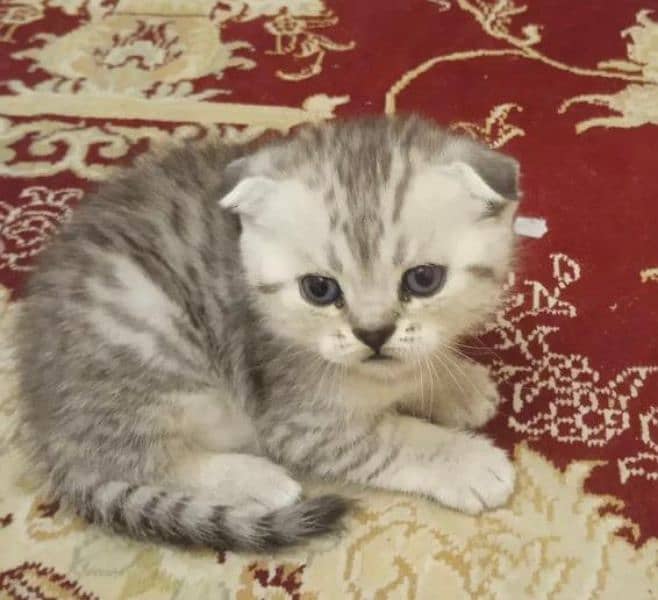 Scottish Fold Cats | kitten | Imported cats for sale 18