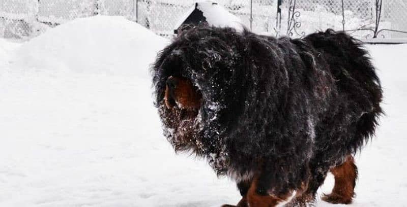 Tibetan Mastiff gift for pet lovers | Pedigree puppies for sale 9